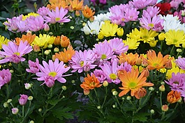鮮花,瑪格麗特,橙色