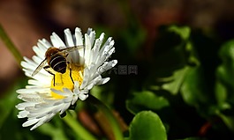 雛菊,鵝花,白