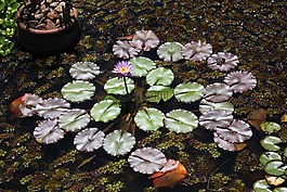 花卉,水生植物,性質(zhì)