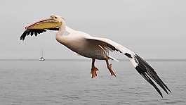 佩利坎,性質(zhì),海
