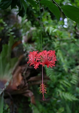 槿,紅色,花