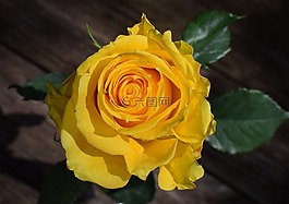 黃色的-橙色的玫瑰,玫瑰,花