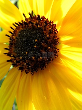 太陽花,開花,廠