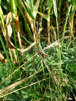 蚱蜢,昆蟲,夏季
