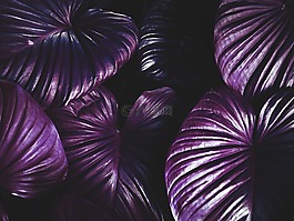 桌面,模式,食品