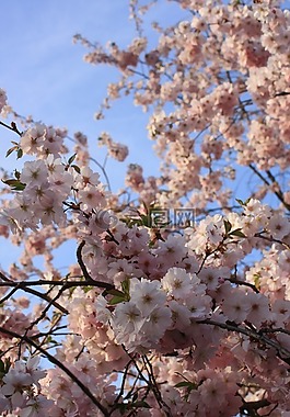 櫻桃,櫻花,日本櫻花