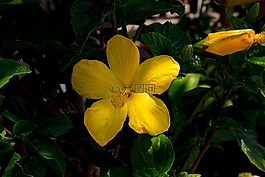花,黃色,特寫(xiě)