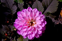 花,粉紅色,特寫
