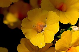 花,黃色,特寫(xiě)