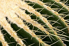 針,仙人掌,植物
