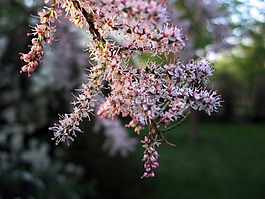 植物,灌木,鮮花