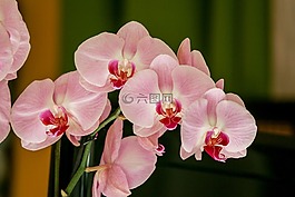 蘭花,花,粉色