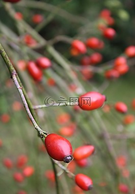 玫瑰果,花園,紅色