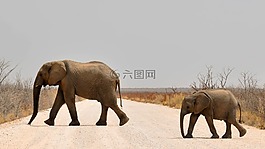 象,小象,年輕的大象