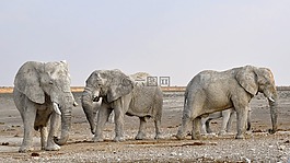 象,群的大象,非洲