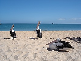 海灘,佩利坎,海