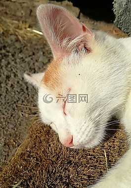 貓,睡眠,和諧