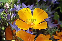 eschscholzia 夜蛾,橙,黄金罂粟