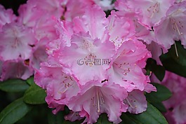 鮮花,春,夏天