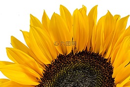 向日葵,黃色,花卉
