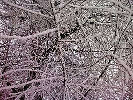 森林,雪,树木