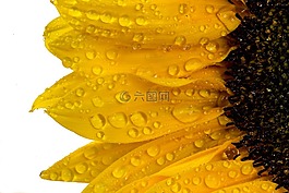 向日葵,黃色,花卉