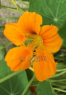 花,金蓮花,橙色
