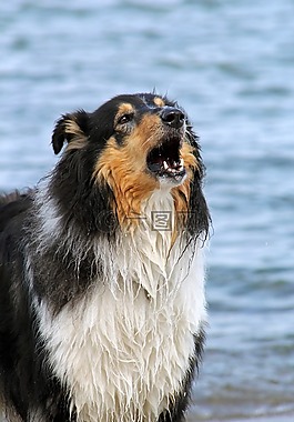 牧羊犬,狗,水