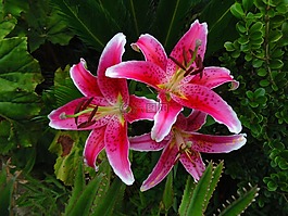 鲜花,罗莎,lirios