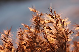 草,太陽(yáng),性質(zhì)