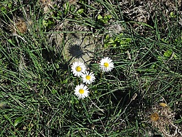 雛菊,草,野花