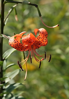 虎百合,橙色,花