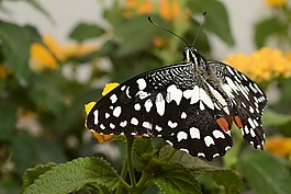 蝴蝶,昆蟲(chóng),翼