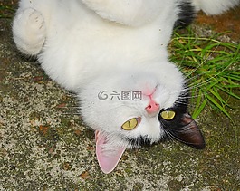 貓,女性,花園