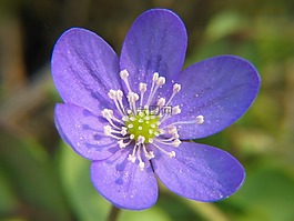 赫帕卡,海葵,花