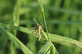 schnake,昆虫,春天