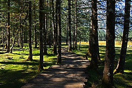 麗江,玉龍雪山,云杉坪