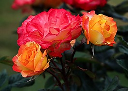 varigated 玫瑰,鮮花,花