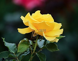 黃玫瑰,外形,花