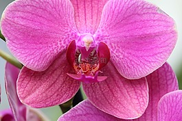 蘭花,粉紅色,開花