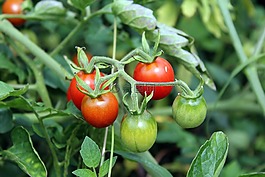 西紅柿,蔬菜,花園