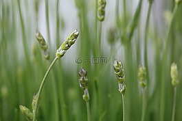 熏衣草,綠色,鮮花