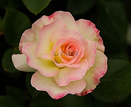 varigated 玫瑰,花,開花