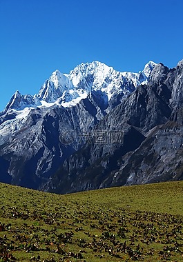 麗江,玉龍雪山,牦牛坪