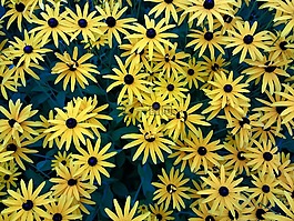 鮮花,黃色,廠