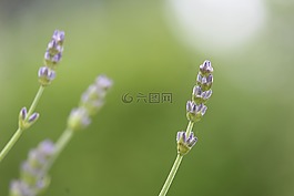 熏衣草,綠色,薰衣草花