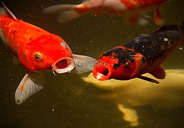 小牛,魚,湖