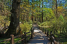 麗江,玉龍雪山,云杉坪