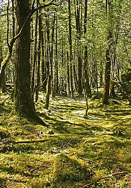 麗江,玉龍雪山,云杉坪