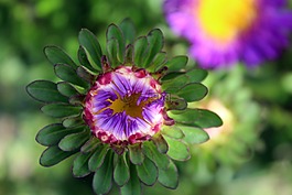 阿斯特拉,鮮花,花園